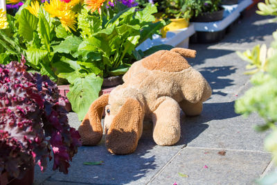 Stuffed toy by plants on sunny day