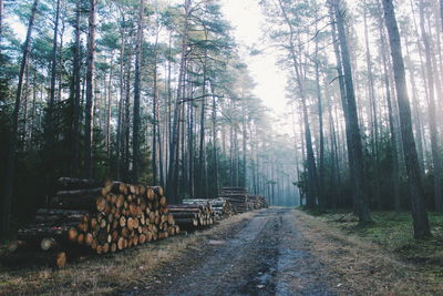 Road passing through forest