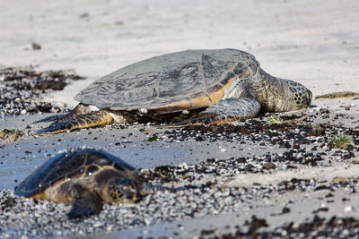 Close-up of turtle on beach