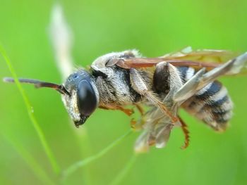 Close-up of insect on leaf