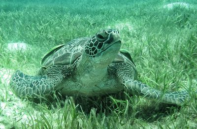 View of an animal on field