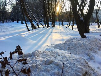 Trees on snow covered landscape