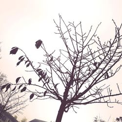 Low angle view of bird perching on bare tree against sky