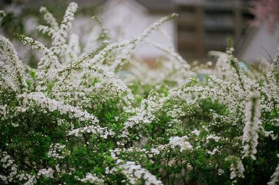 Close-up of plants