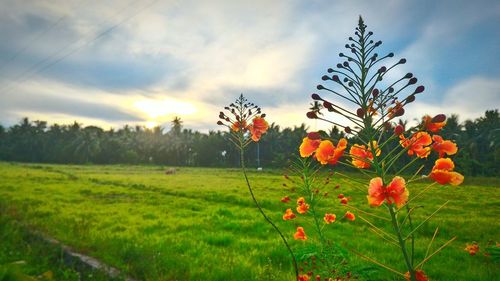 Plants growing on field against cloudy sky