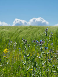 Scenic view of flowering plants on field against sky