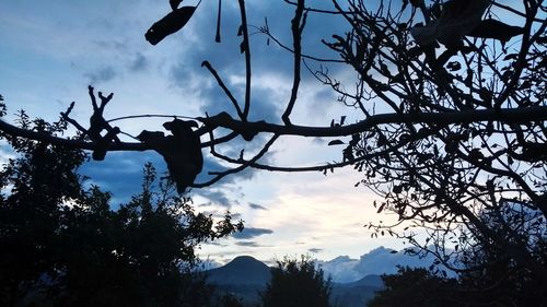 Low angle view of silhouette trees against sky