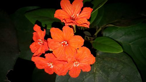 Close-up of red flowers