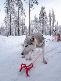 White dog on snow covered land