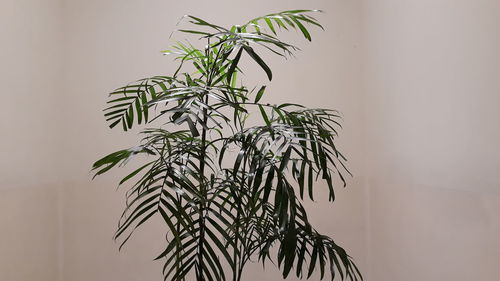 Close-up of potted plant against wall