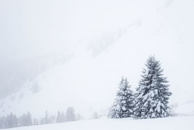 Pine trees on snow covered land