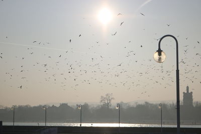 Birds flying against sky during sunset