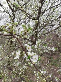 Low angle view of apple blossoms in spring