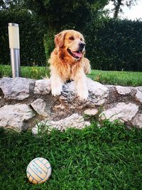 Dog looking away on field