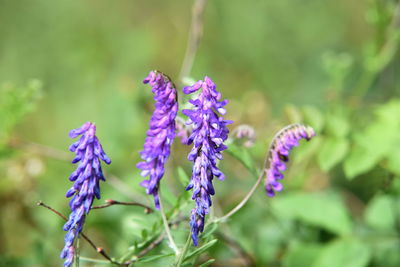 plant