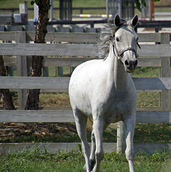 Close-up of horse standing on field