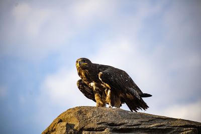 Low angle view of bird perching on rock