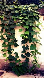 Leaves growing on wall