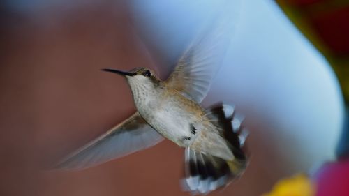 Bird perching on railing