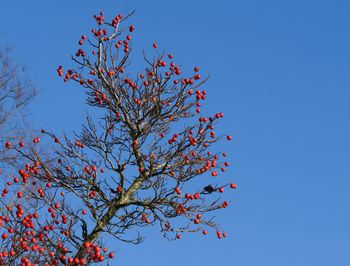 Low angle view of flowering plant against clear blue sky