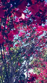 Low angle view of tree against sky