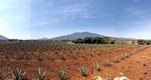 Scenic view of vineyard against sky