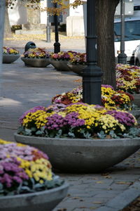 Close-up of flowers by plants