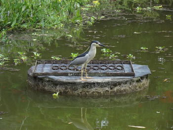 High angle view of gray heron perching on water