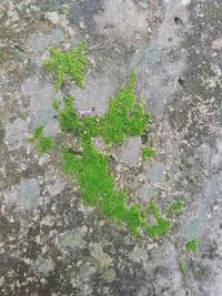 High angle view of moss growing on field