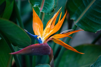 Close-up of orange flowering plant