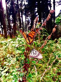 Butterfly on plant