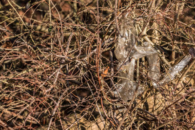 Close-up of dried plant on field