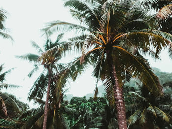 Low angle view of palm trees against sky