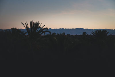 Silhouette plants against sky during sunset