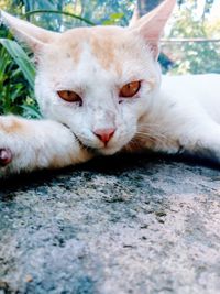 Close-up portrait of cat relaxing outdoors