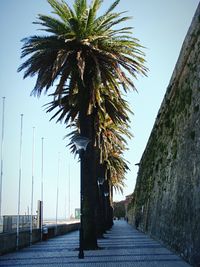 Palm trees against clear sky