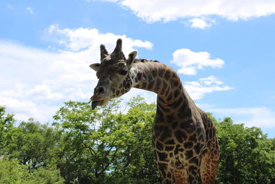 Low angle view of giraffe