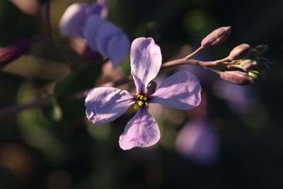 Close-up of pink flowering plant