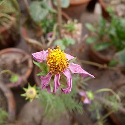 Close-up of pink flower