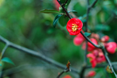 Close-up of red flowering plant