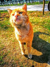 Close-up of cat on grass