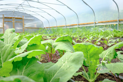 greenhouse