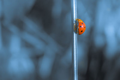 Close-up of ladybug on leaf