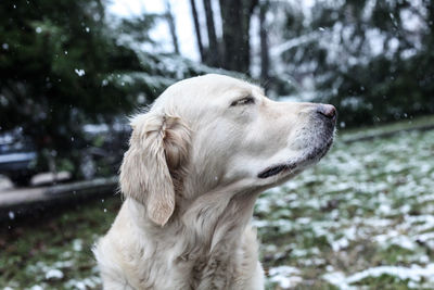 Close-up portrait of golden retriever