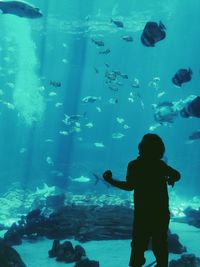 Rear view of boy looking at fishes in aquarium