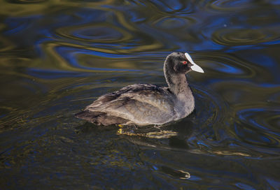 Close-up of coot swimming in river