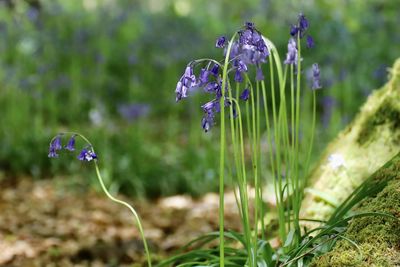 Close-up of purple flowering plant on field