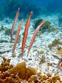 Fish swimming in sea