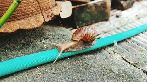Close-up of snail on pipe