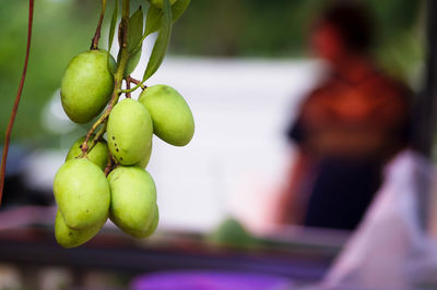 Close-up of fruits growing on tree